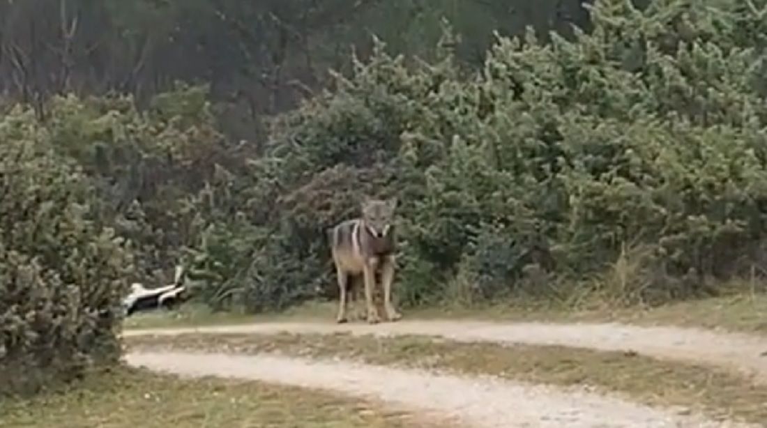 VIDEO Objavljena snimka vuka kod Bibinja!