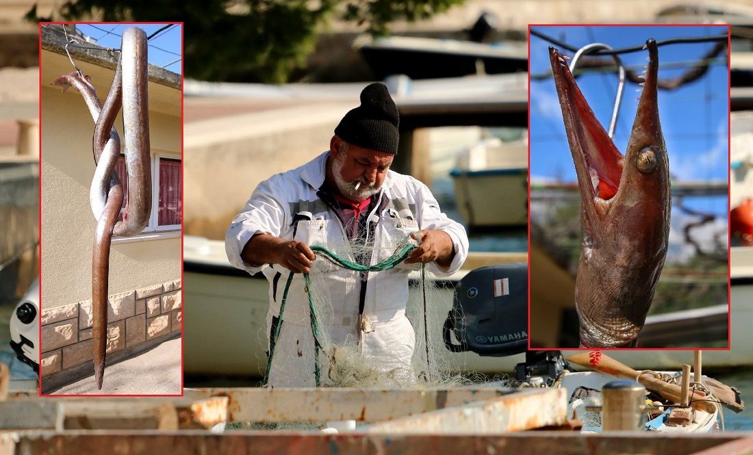 FOTO Ribar s Orebića ulovio rijetku grdosiju s dna mora od 2,25 m: "Njoj klimatske promjene ne smetaju, a zubi ima i previše!"
