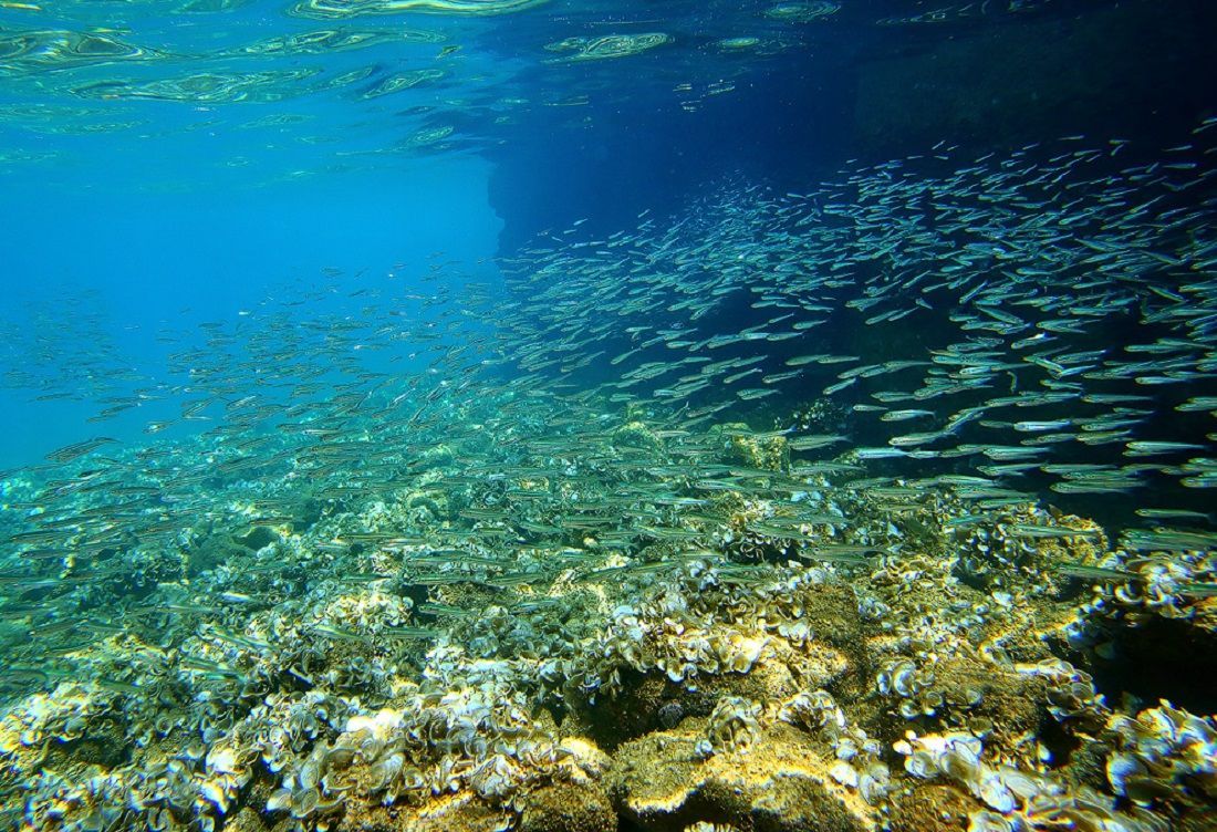 Novi akcijski plan EU-a za more doživjet će neuspjeh ako države članice ne preuzmu odgovornost