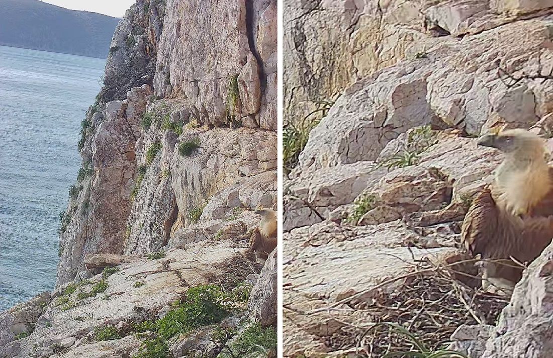 SRETNA VIJEST Uočena prinova u gnijezdu bjeloglavih supova na otoku Plavniku