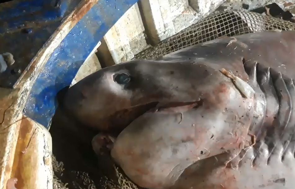 VAŽNA PRAVILA Slučajnim ulovom, morske pse obavezno puštati u more, a zabranjuje se prodaja ako su oderani i bez glave!