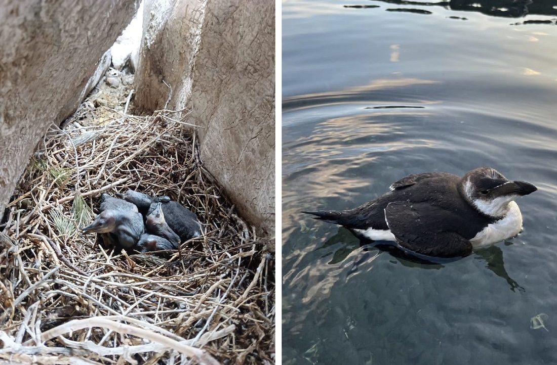 U Nacionalnom parku Mljet utvrđeno gniježđenje preko 20 parova morskih vranaca