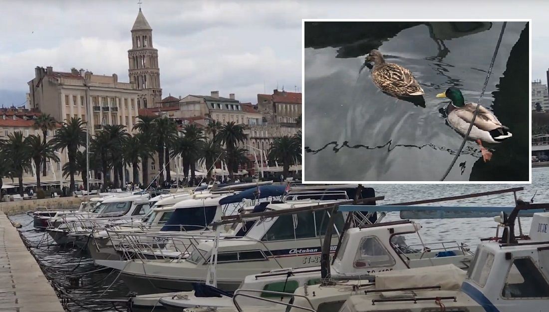VIDEO Dvije patke na splitskoj Matejušci