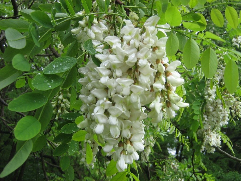 Molekularna biologinja: "Istarska flora neistraženo je područje čija me ljepota fascinira"