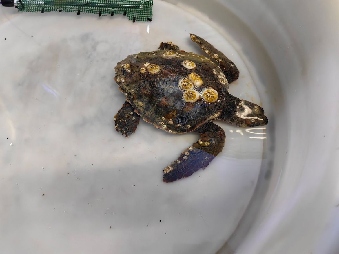 U Ližnjanu pronađena mlada letargična i pothlađena želva