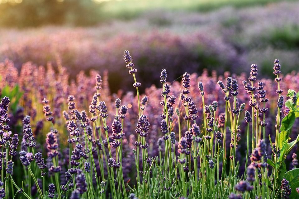 Lavanda, turistički simbol Hvara, suši se i propada