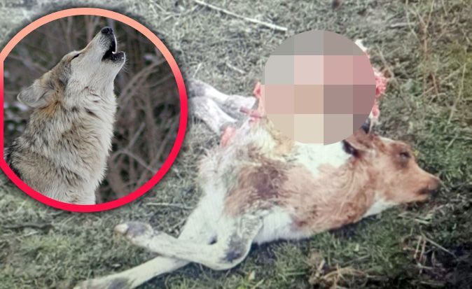 Čopor od sedam vukova kod Opuzena zaklao mlado govedo