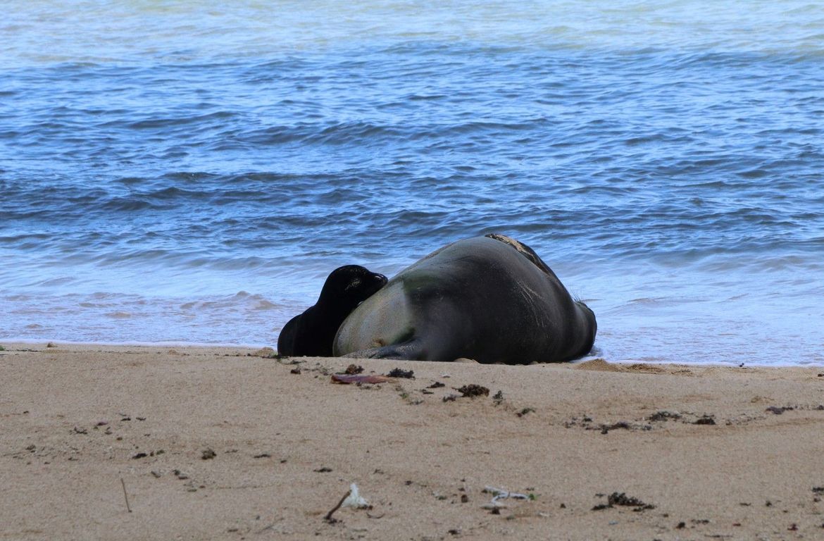 Zatvorili plažu kako bi zaštitili medvjedicu i njeno mladunče