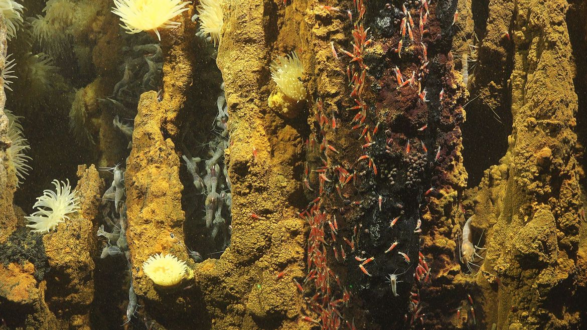 HIDROTERMALNI IZVORI - Dubine oceana vrve životom!