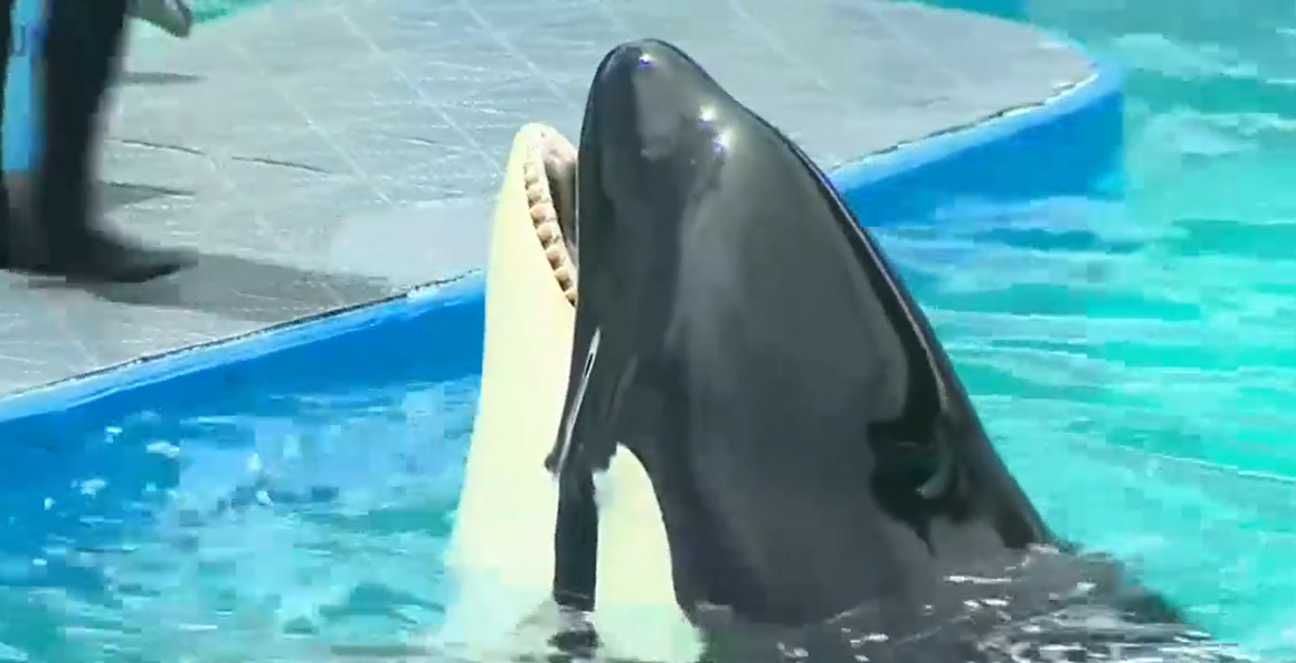 Bivša trenerica: "Najstarija orka u zatočeništvu ne bi trebala biti puštena u ocean"