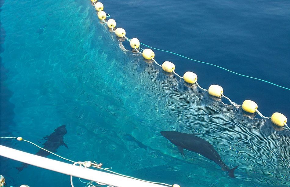 Objavljen natječaj za dodjelu kvote za plivarice tunolovke