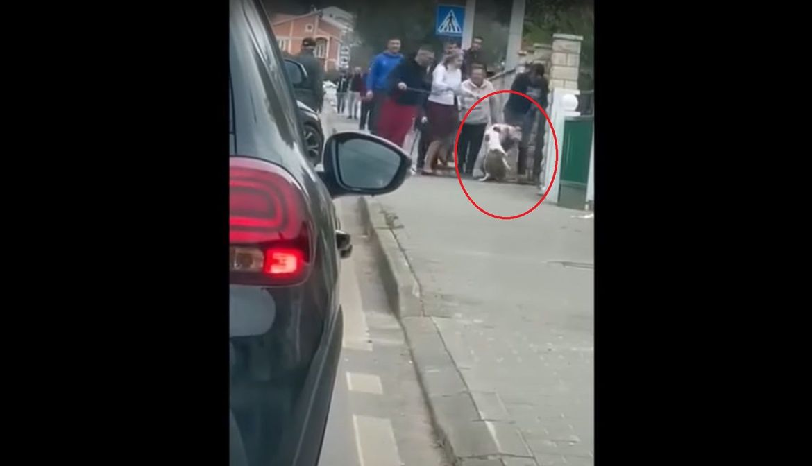 Vlasnici četiri staforda koji su napadali druge po Zadru, oduzeti psi