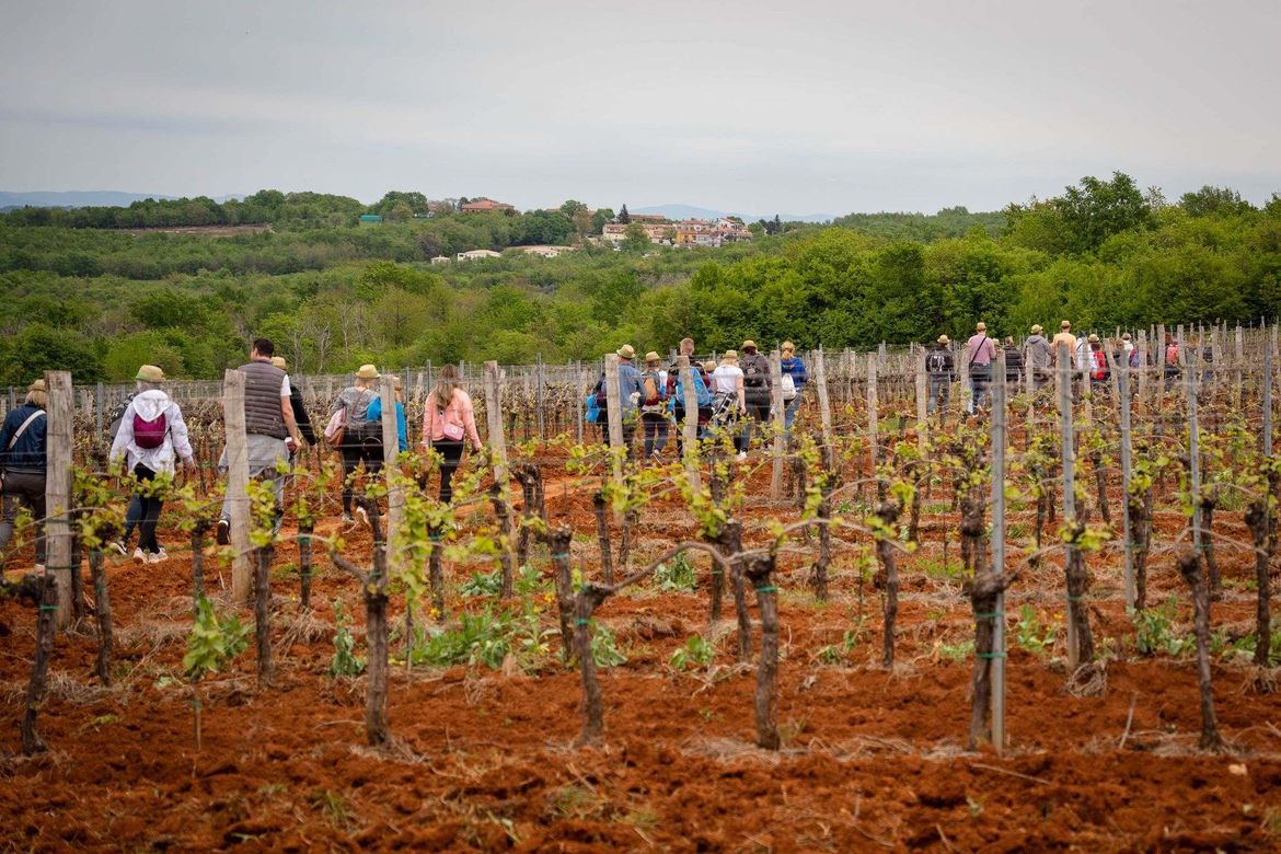 VIDEO Viva Vino wine&walk kroz vinograde Vižinade