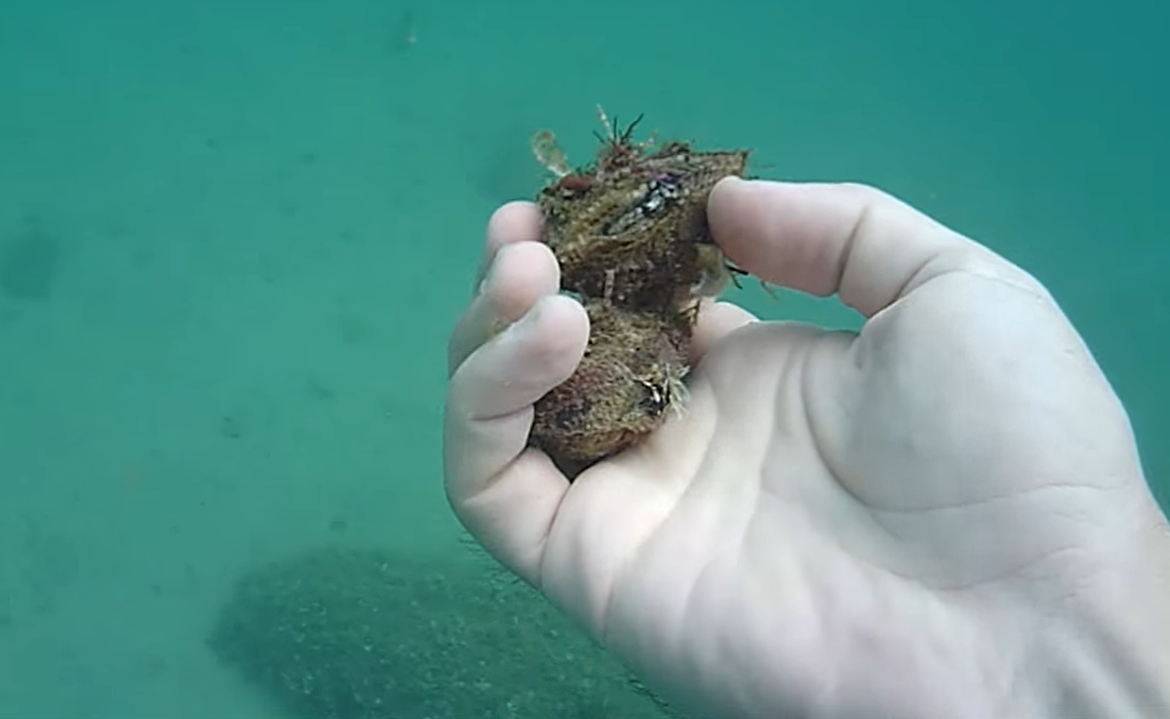 KUNJKA Školjka koju nalazimo duž cijele obale