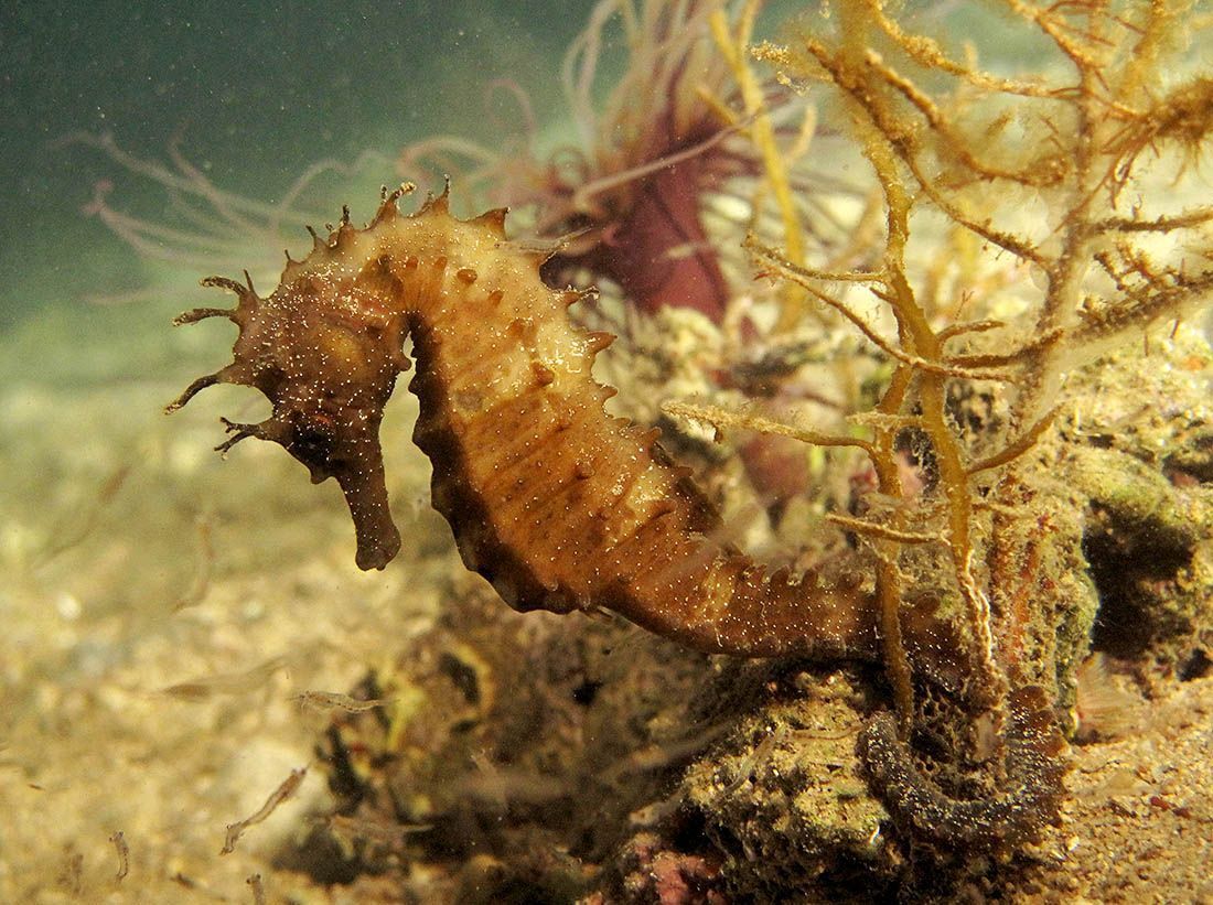 MORSKI KONJIC Jedno od najsmrtonosnijih bića u moru?