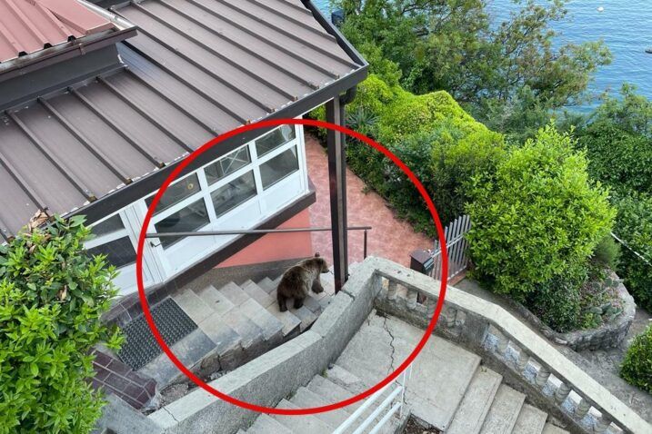 Medvjed prošetao stepenicama i terasom kuće uz more