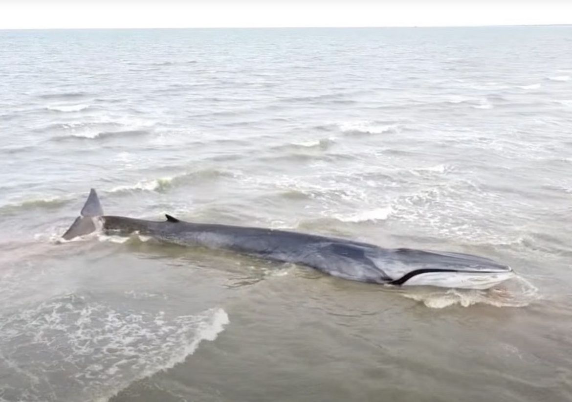 VIDEO Uginuo je kit koji se prije dva dana nasukao na plaži