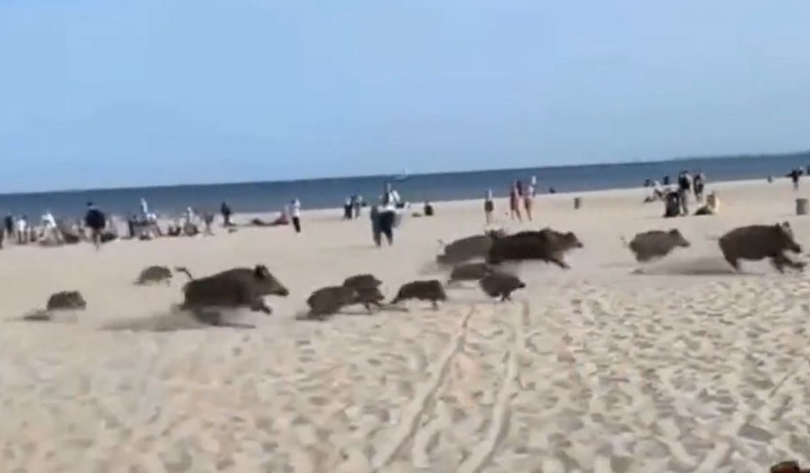 Stampedo divljih svinja na prepunu plažu!
