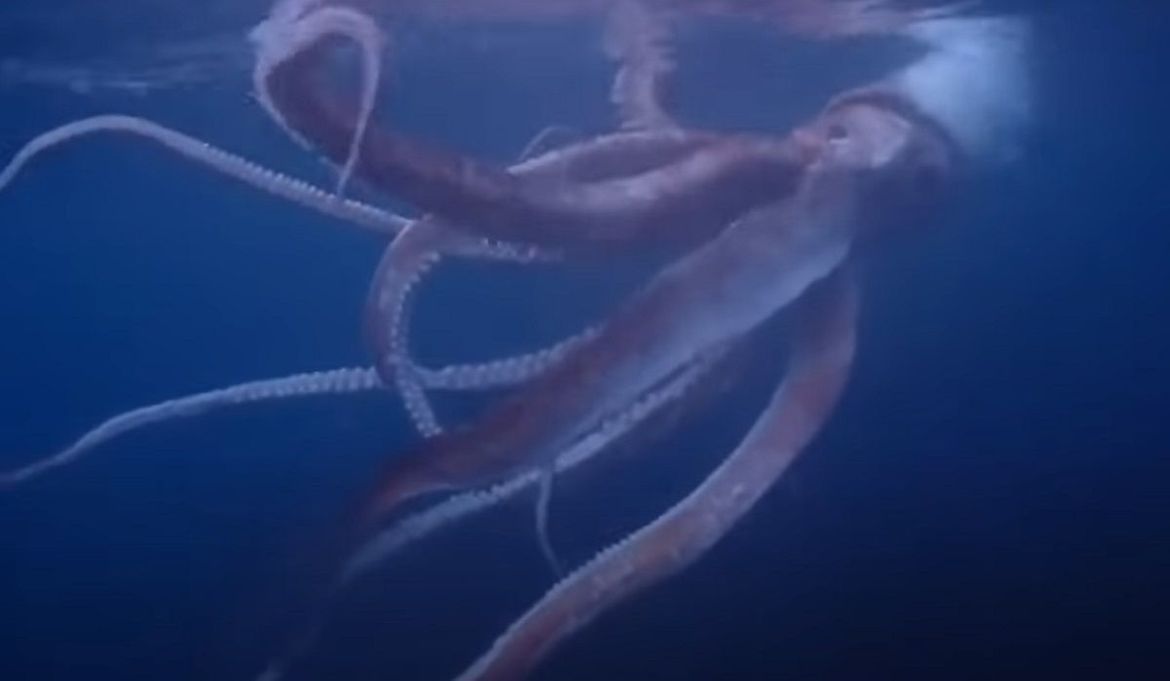 VIDEO Prvi put ronilac snimio divovsku lignju dok je zaplivao s njom