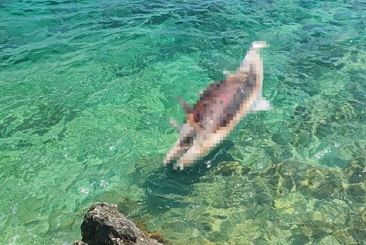 FOTO/VIDEO U Rapcu pronađen mrtav dupin, oko repa mu bio privezan konop