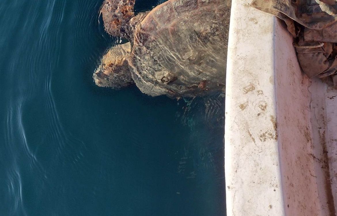 FOTO Ribar s Paga oslobodio veliku želvu iz mreže: "Sretan sam što se vratila u svoje morske dubine"
