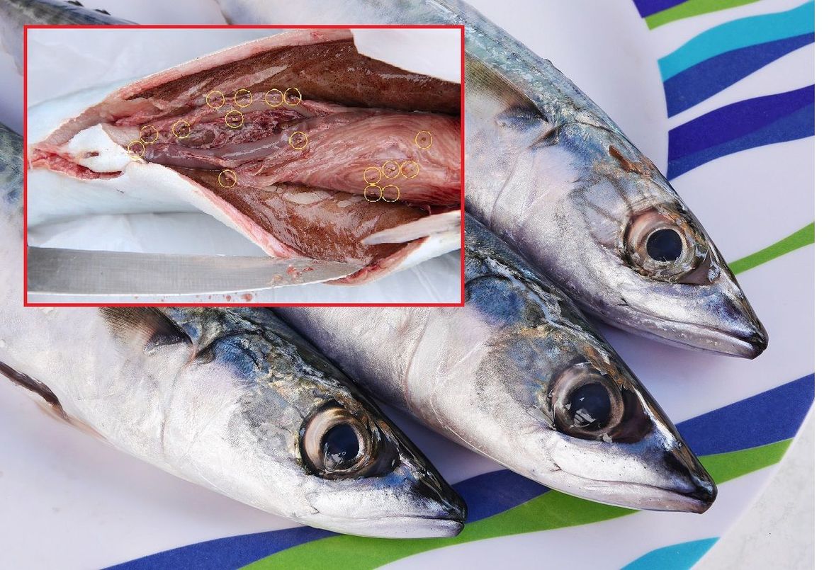 S TRŽIŠTA POVUČENA SKUŠA Kupac u njoj otkrio crvolikog nametnika!