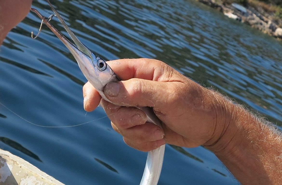 Bez obzira voljeli je na tanjuru ili ne, lov na iglicu će vam svakako pružiti jedinstven užitak