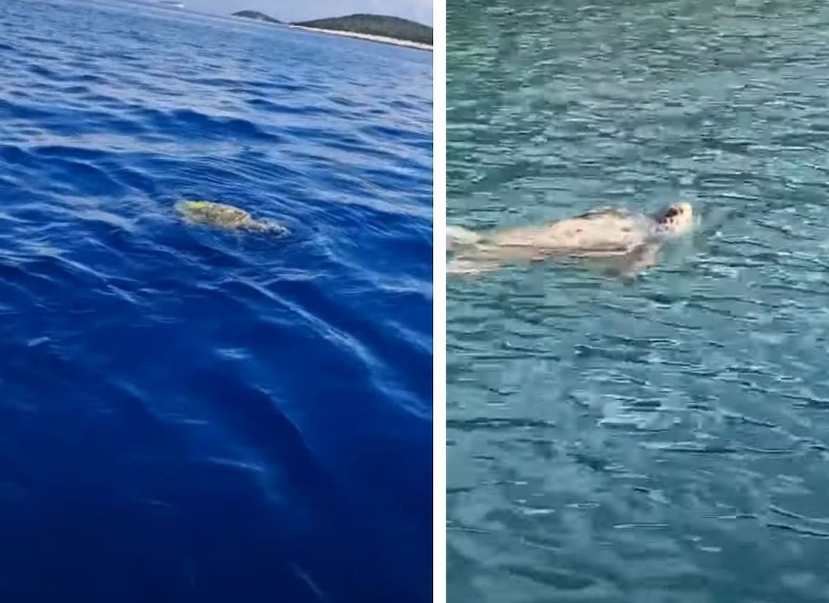 PREKRASNI PRIZORI Plovidbom između Trogira i Šolte naišli na više nenadanih suputnika