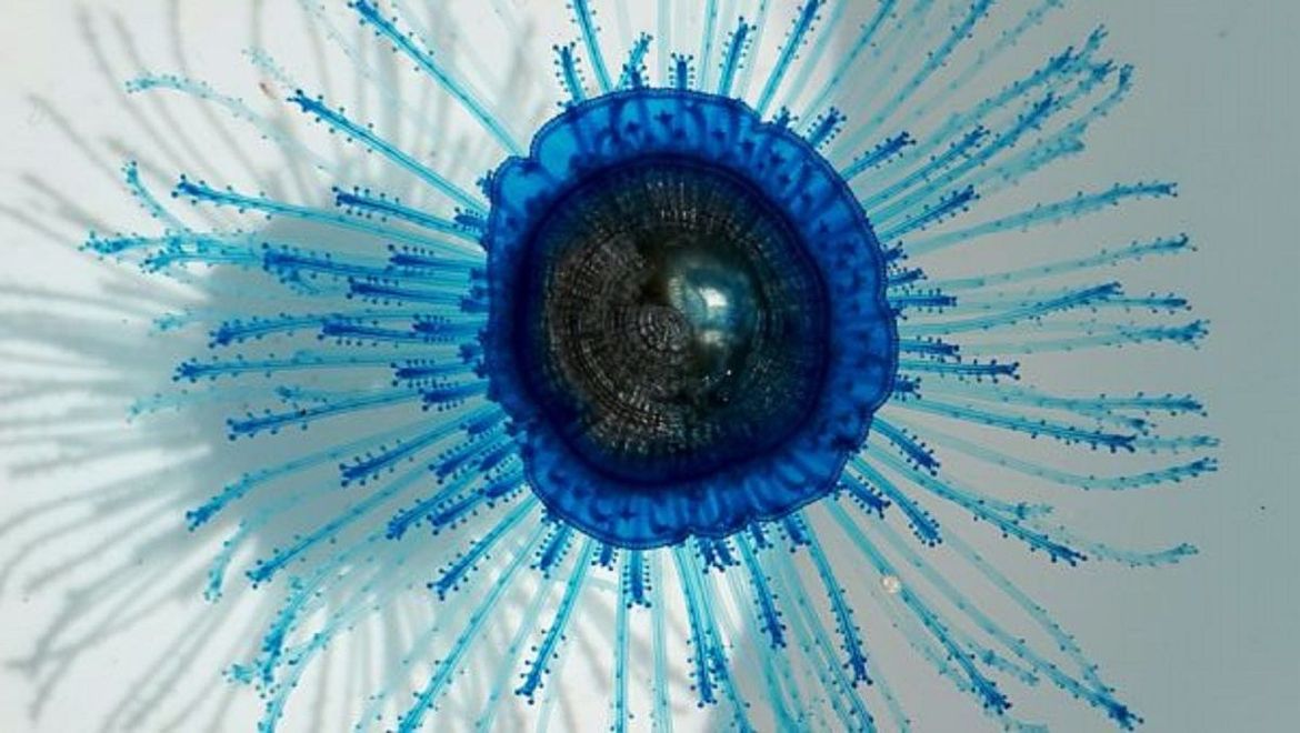 Neobična jadranska vrsta koja samo podsjeća na meduzu - Stručnjaci pojašnjavaju o čemu se radi