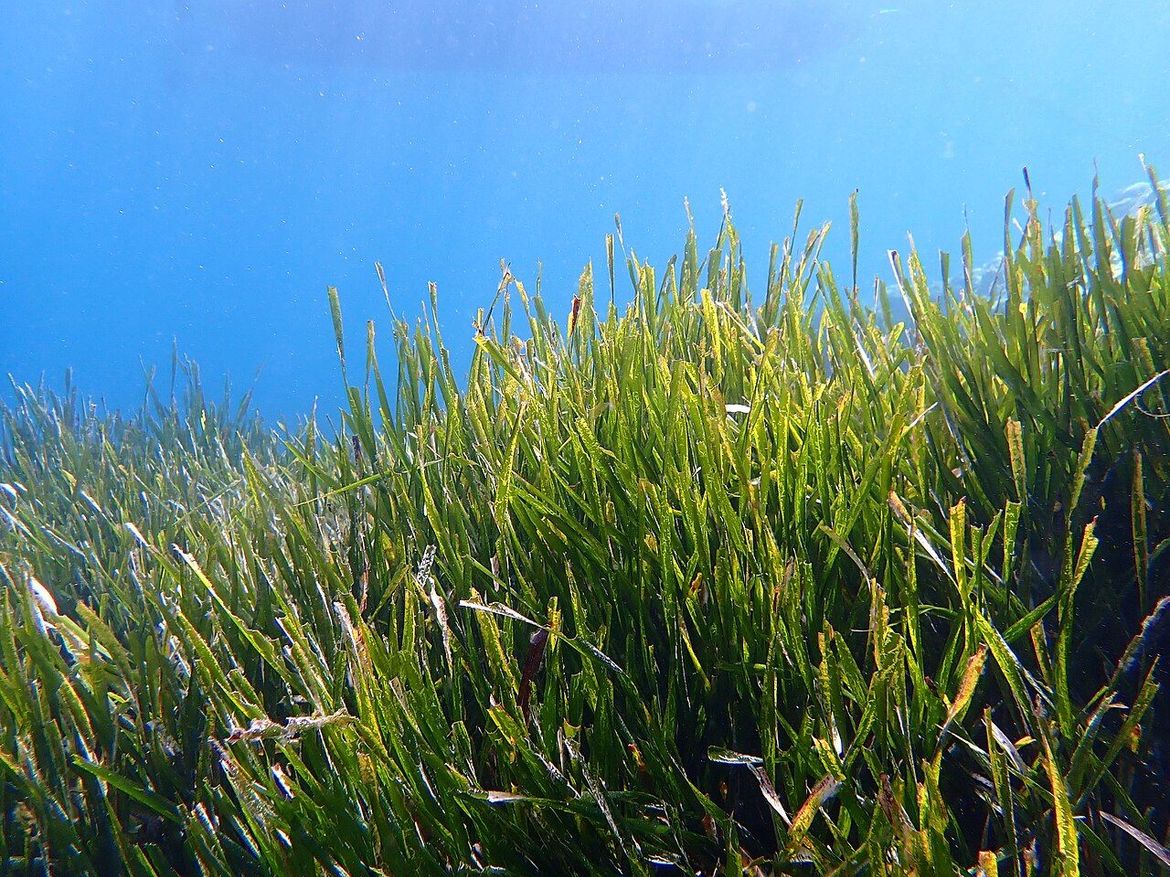 Roboti bi mogli pomoći u obnovi morske trave nestale uslijed klimatskih promjena