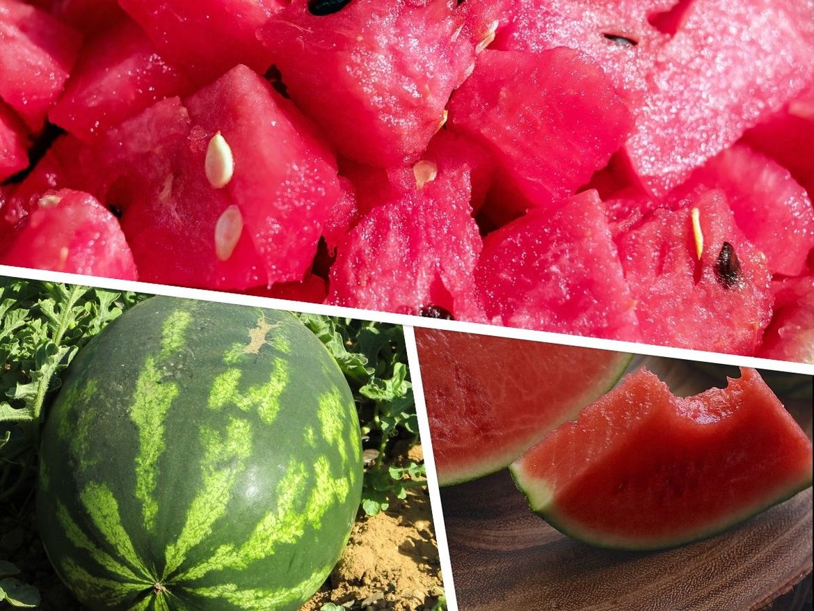 Kreće berba domaćih lubenica - Stručnjak: "Albanska lubenica je naš najveći konkurent"