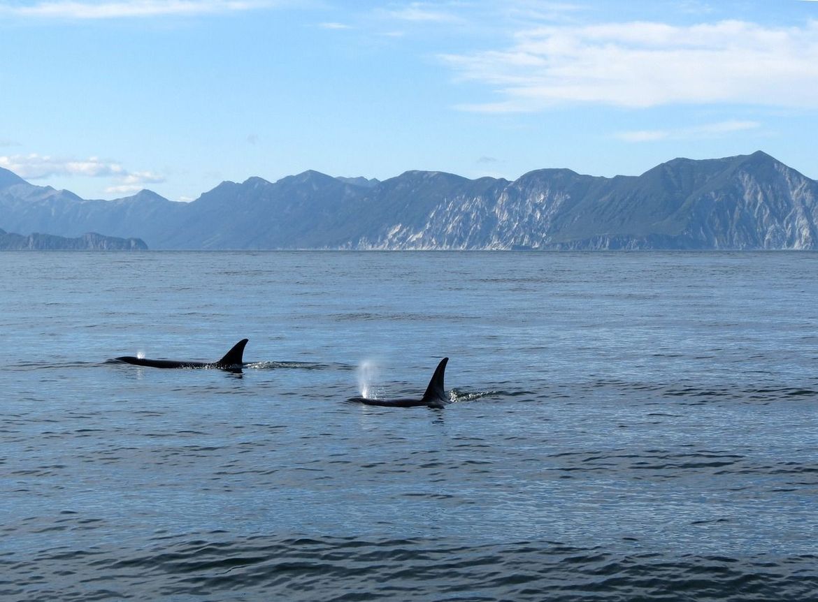 Novinar 'Atlantica' kitove ubojice nazvao 'sadističkim kretenima' - Pro-orca internet nije ga štedio
