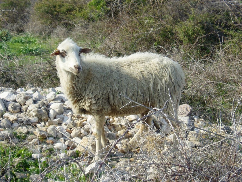 21. izložba paške ovce i Paškog sira i 6. sajam hrvatskih zaštićenih proizvoda