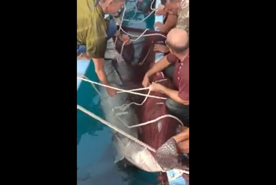 VIDEO Uhvaćen morski pas koji je usmrtio ruskog turista
