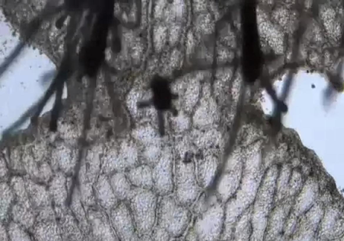 Otkriveno tajanstveno morsko stvorenje koje je besmrtno - Znanstvenici sad znaju i zašto