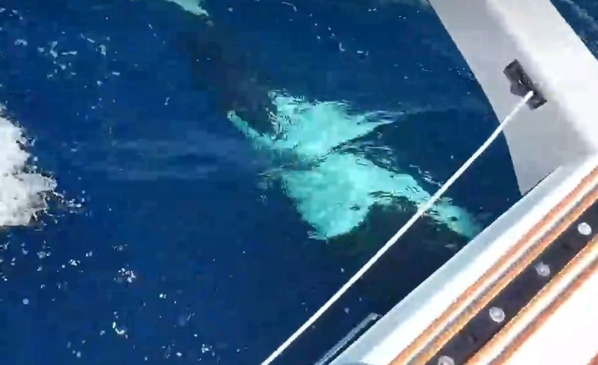 VIDEO Orke napale hrvatski brod kod Gibraltara!