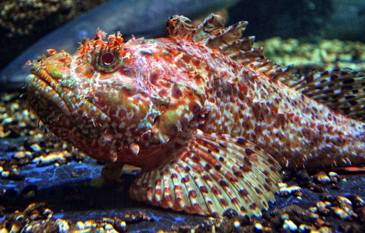 Gdje su nestale škarpine i zašto ih je u Jadranu sve manje?