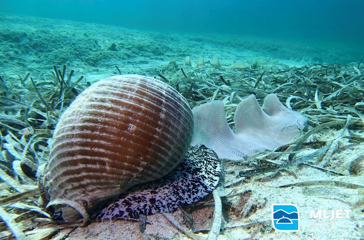 VIDEO Fascinantni prizori snimljeni u podmorju Nacionalnog parka Mljet