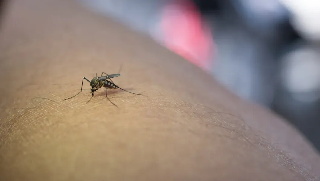 Borite se s komarcima? Možda bi vam mogli pomoći ovi domaći recepti