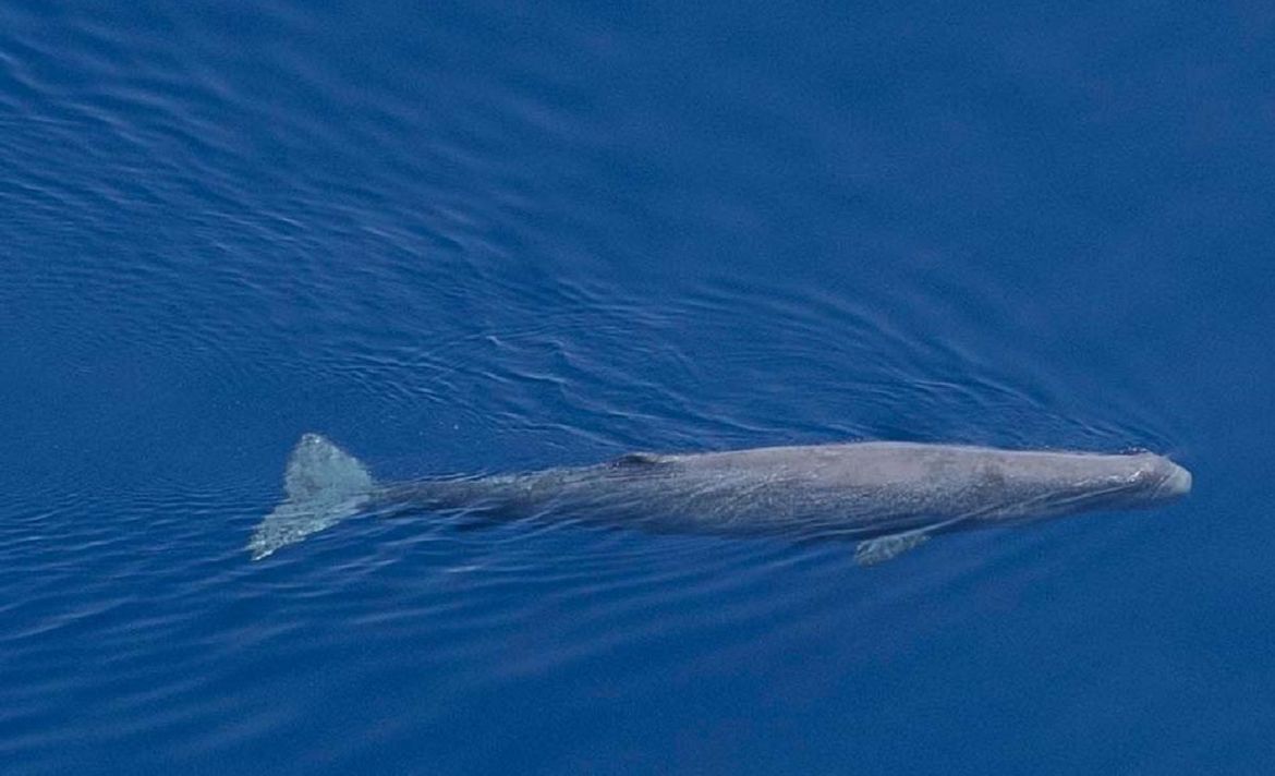 Skupine kitova ulješura se pojavile u akvatoriju Korčule!