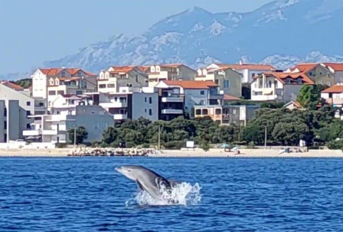 Ljude u Mandrama oduševio ovaj dupin