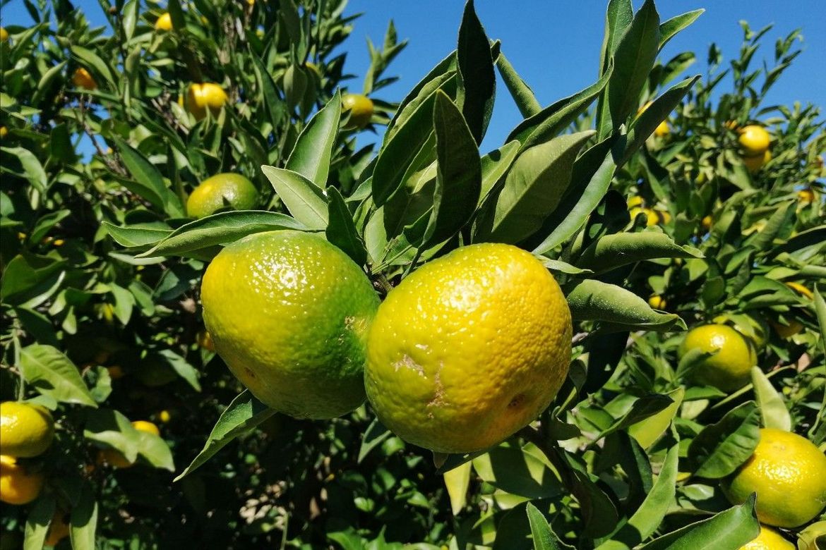 Preporuka Povjerenstva za mandarine o datumu početka berbe