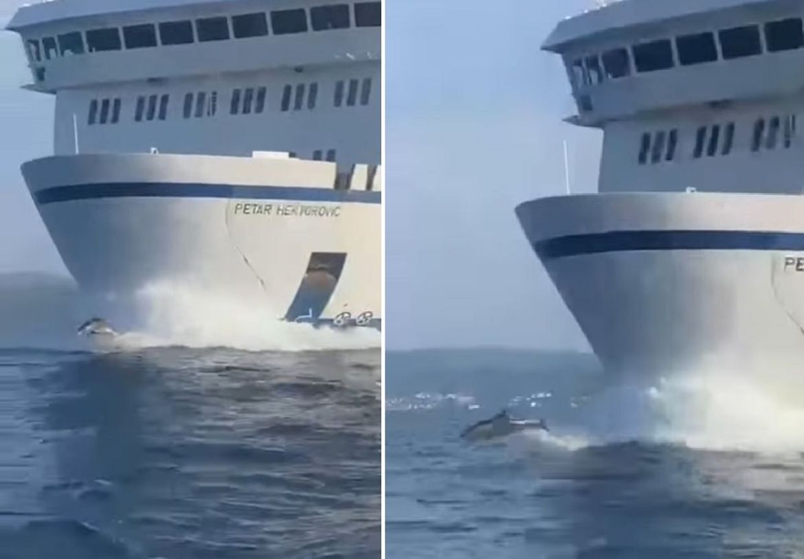 VIDEO Skupina dupina se zaigrala ispred Jadrolinijinog trajekta u Bračkom kanalu
