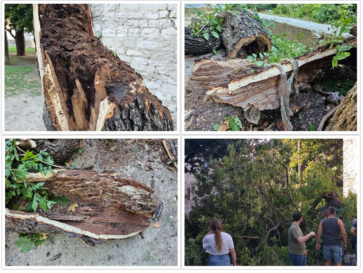 FOTO Uz Dioklecijanovu palaču palo veliko stablo: "Evo dokaza da direktor komunalnog laže, stablo je bilo trulo!"