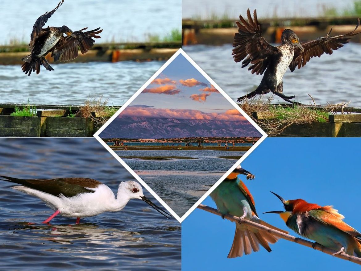 Povodom Svjetskog dana prebrojavanja ptica predstavljen priručnik 'Birds Of The Nin Lagoon'