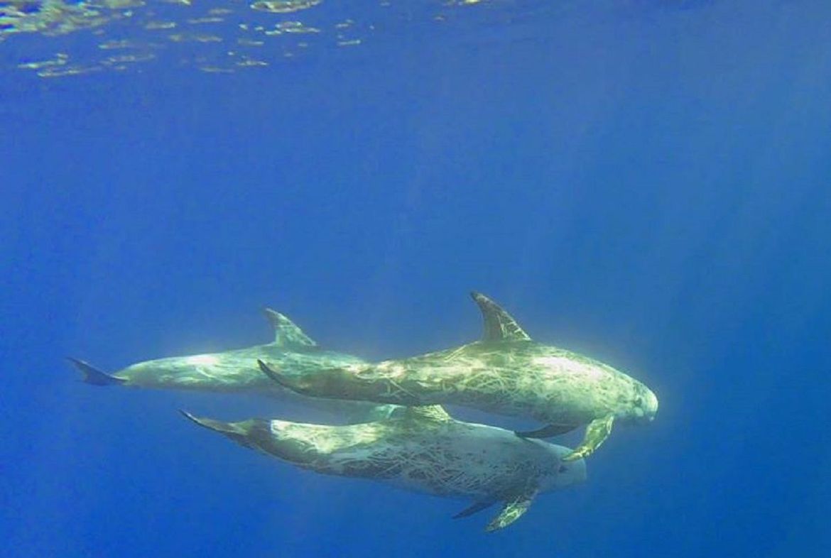 FOTO U Jadranu snimljeni glavati dupini!