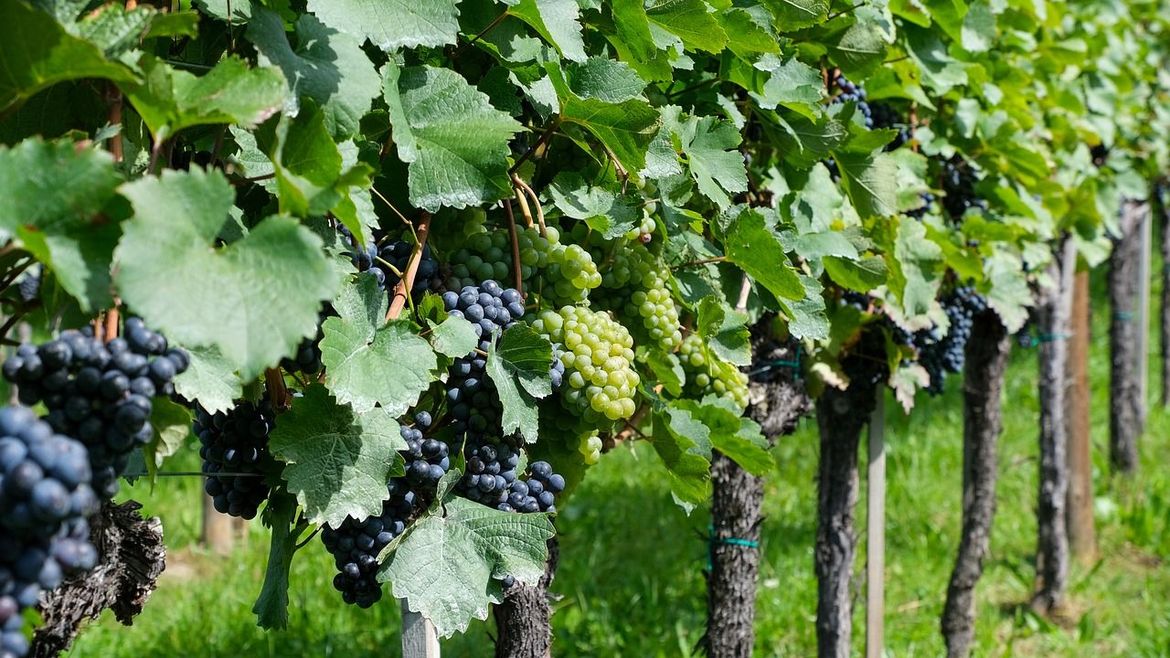 Istarska vina na austrijskom i njemačkom tržištu