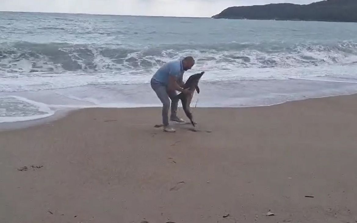 VIDEO Jako jugo na plažu izbacilo mladog dupina, ovaj čovjek ga je spasio