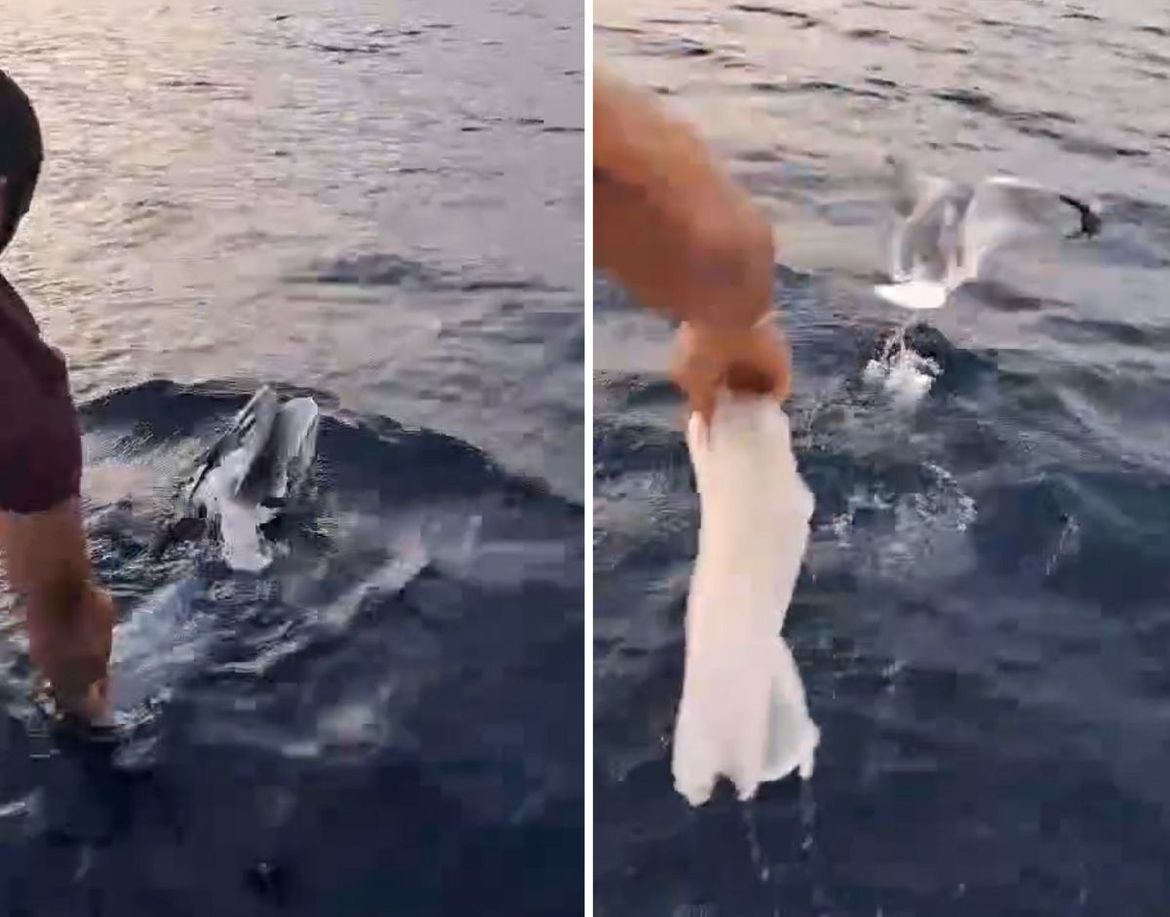 VIDEO Spasio galeba od patnje s plastičnom vrećicom