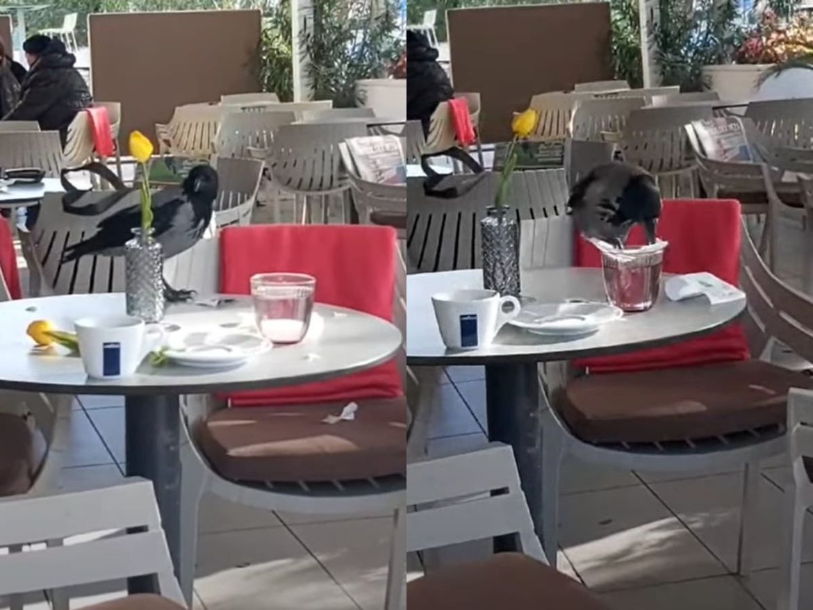 Malo je stala na kavu - u splitskom kafiću jedan neobično hrabar životinjski gost!